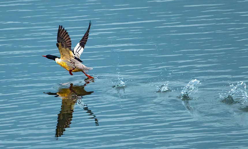中華秋沙鴨拍打水面。魏若谷攝