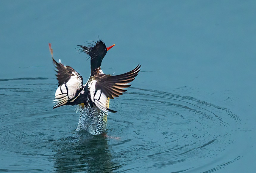 中華秋沙鴨翩躚起舞。魏若谷攝