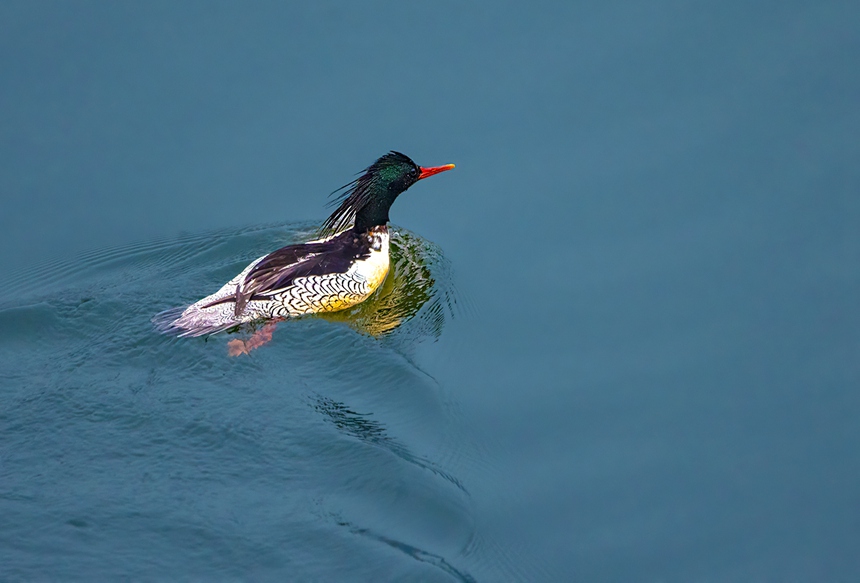 中華秋沙鴨水中暢游。魏若谷攝
