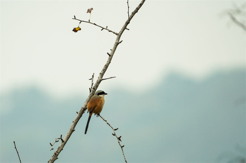 候鳥棲息枝頭。郭旭攝