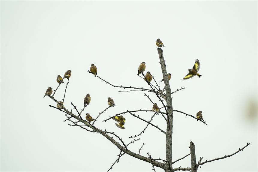 候鳥棲息枝頭。郭旭攝