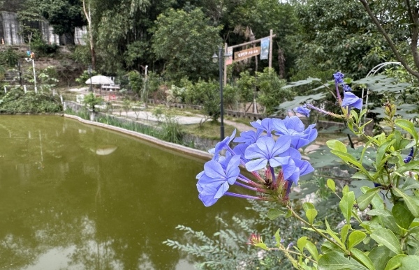 村莊環(huán)境變美。界石鎮(zhèn)供圖