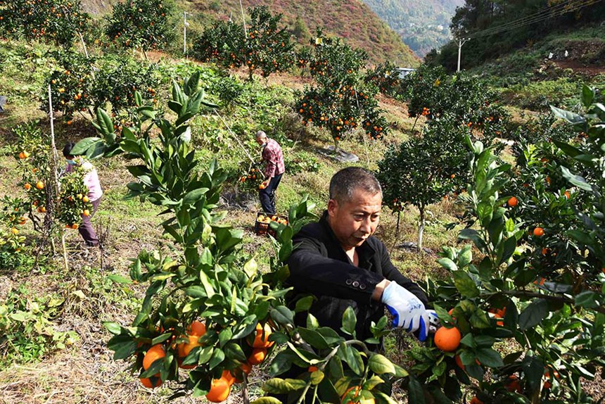 巫山縣三溪鄉(xiāng)田家村柑橘園招收當(dāng)?shù)剞r(nóng)民務(wù)工，圖為11月24日工人在采摘臍橙。通訊員 王忠虎 魯作炳 攝/視覺重慶