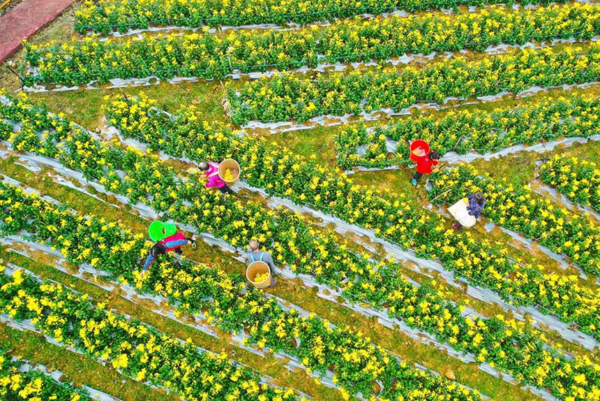 10月27日，巴南區(qū)東溫泉鎮(zhèn)黃金林村的菊花進(jìn)入了盛花期，務(wù)工人員正搶抓時節(jié)采收菊花。通訊員 李攀 彭怡 攝/視覺重慶