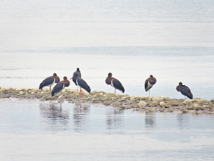 自然保護(hù)區(qū)內(nèi)，黑鸛正在嬉戲覓食。（市林業(yè)局供圖）