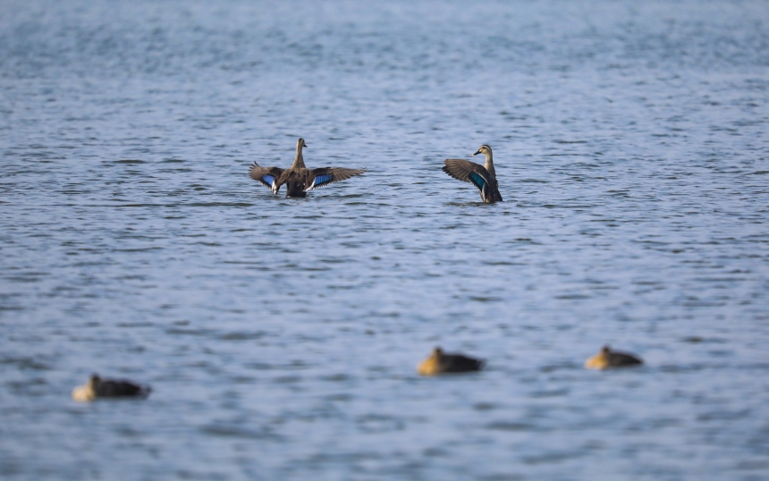 候鳥在湖中戲水。熊偉攝