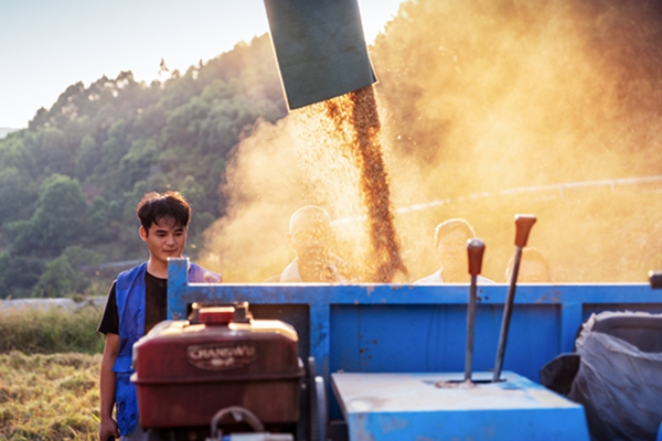 惠民街道勝天村智慧糧油基地喜獲豐收。周永富攝