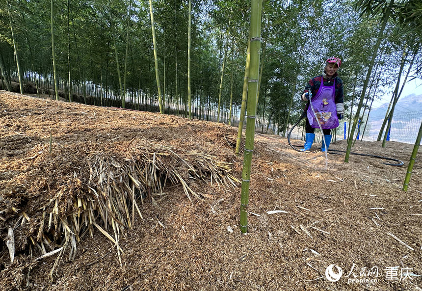 村民給竹林覆蓋物澆水保持濕潤(rùn)。人民網(wǎng) 劉政寧攝