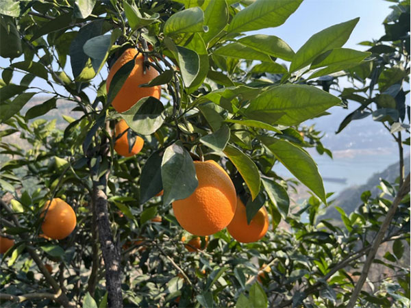 品浪優(yōu)選合作果園。大龍網(wǎng)供圖