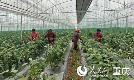                                           大棚里忙采摘 “四朵金花”笑開顏                            陳琦 黃亞輝 2023年01月17日                             一場(chǎng)寒潮，凍得人跺腳搓手。在重慶市銅梁區(qū)侶俸鎮(zhèn)保鄉(xiāng)村，村民蒯代蘭、劉?，n、劉詩(shī)碧、王永芳，背著背篼往“巴岳農(nóng)莊”設(shè)施蔬菜科技園走，聊收成、算收入、談年貨，5分鐘的路程歡笑不斷。                【詳細(xì)】                           