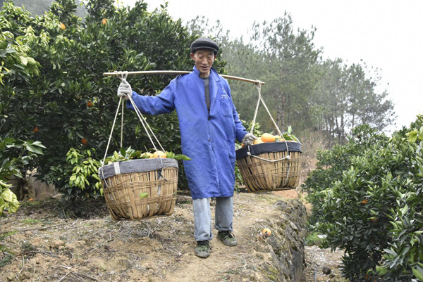 重慶火紅農(nóng)業(yè)科技有限公司的員工正在運送臍橙。王曉婧攝