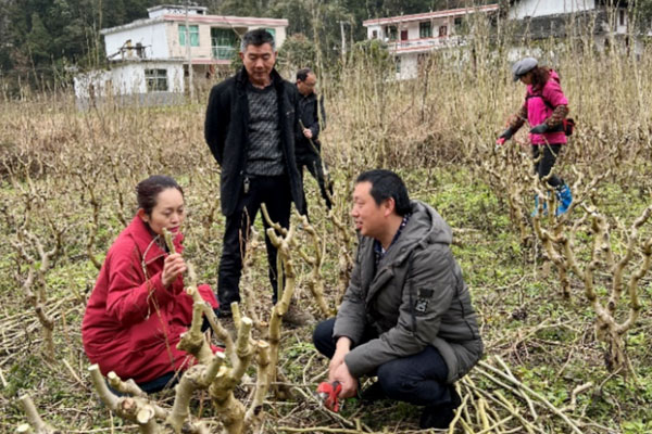 關(guān)心產(chǎn)業(yè)發(fā)展，協(xié)助蠶桑大戶管理桑園。重慶市第十三人民醫(yī)院供圖