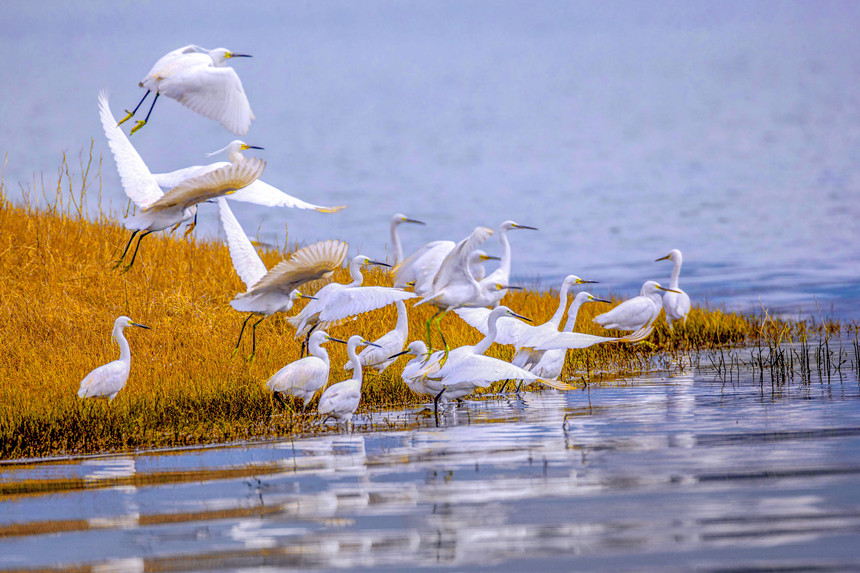 重慶巫山大昌湖國家濕地公園。