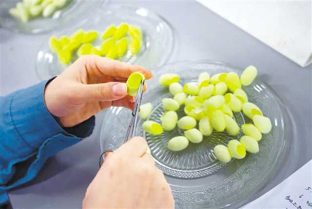 2月2日，西南大學(xué)家蠶基因組生物學(xué)國家重點(diǎn)實(shí)驗(yàn)室，新結(jié)出的綠蠶。記者 鄭宇 攝/視覺重慶