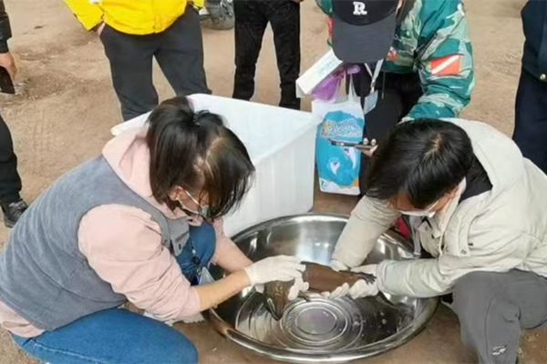 相關(guān)工作人員對娃娃魚進行健康檢查。萬州區(qū)委宣傳部供圖