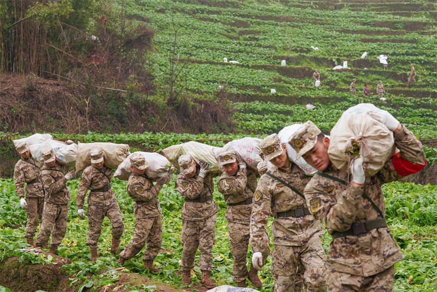 2月9日，在重慶涪陵區(qū)百勝鎮(zhèn)齊曲村，武警重慶總隊執(zhí)勤第四支隊官兵正在幫助村民搶收青菜頭。曹偉攝