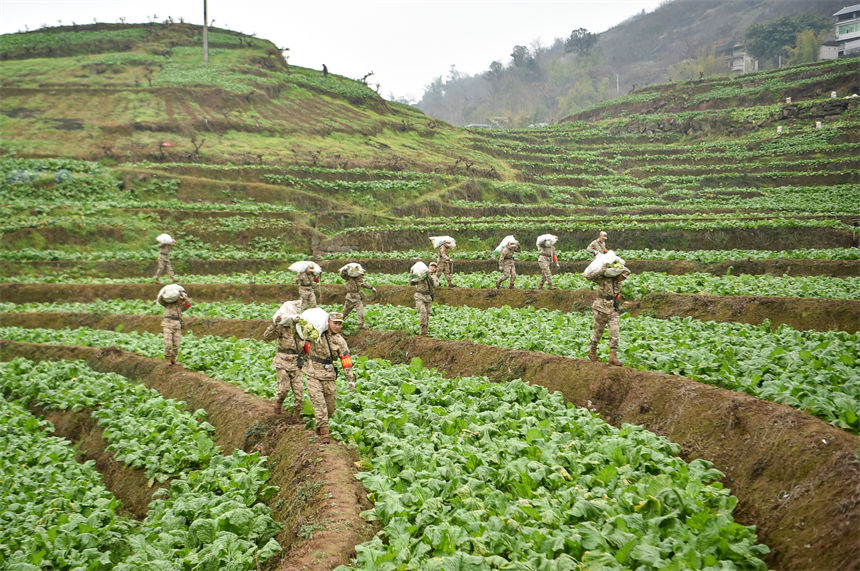 2月9日，在重慶涪陵區(qū)百勝鎮(zhèn)齊曲村，武警重慶總隊執(zhí)勤第四支隊官兵正在幫助村民搶收青菜頭。唐志勇攝 
