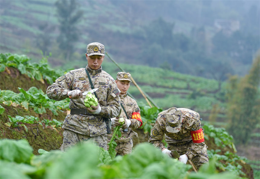2月9日，在重慶涪陵區(qū)百勝鎮(zhèn)齊曲村，武警重慶總隊執(zhí)勤第四支隊官兵正在幫助村民搶收青菜頭。唐志勇攝