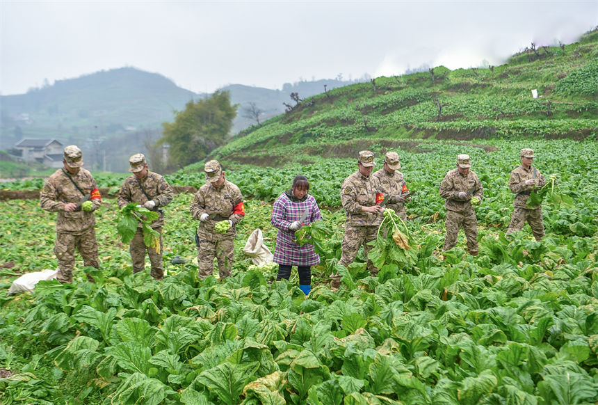 2月9日，在重慶涪陵區(qū)百勝鎮(zhèn)齊曲村，武警重慶總隊執(zhí)勤第四支隊官兵正在幫助村民搶收青菜頭。唐志勇攝