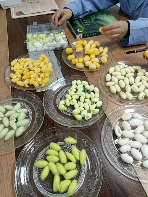 西南大學(xué)家蠶團(tuán)隊(duì)育出的彩繭。西南大學(xué)供圖