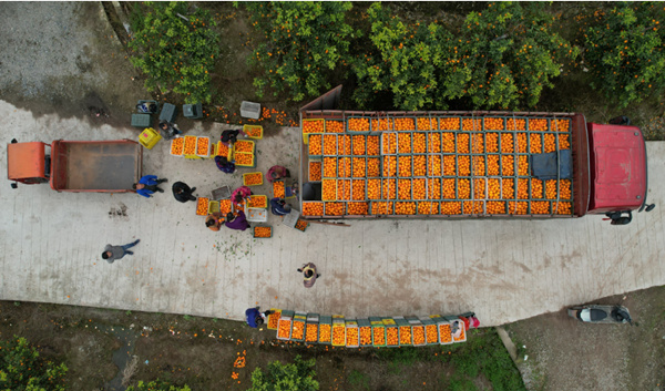 火紅“燈籠”掛林間，村民采摘忙不停。譚艷波攝