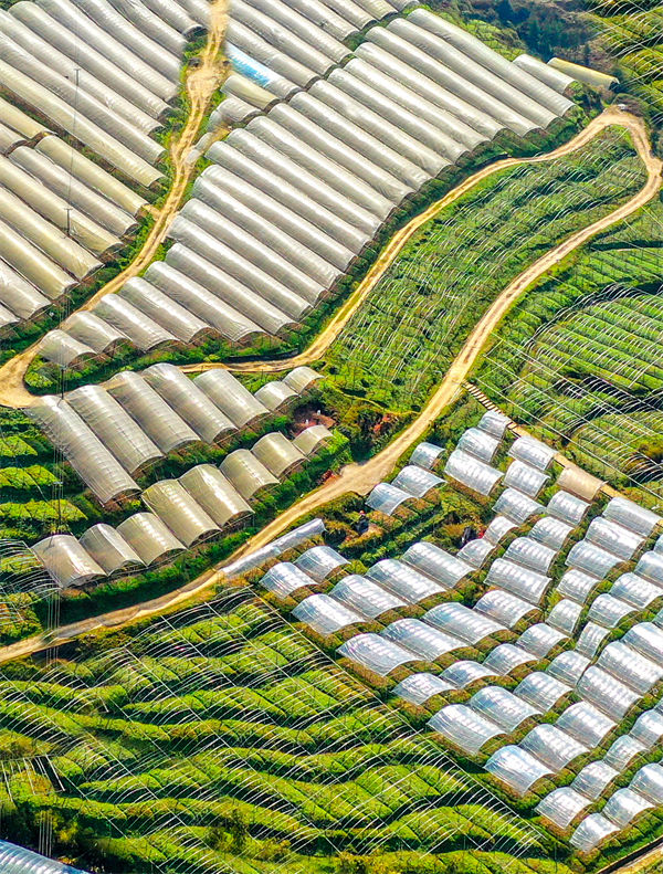 俯瞰黑山鎮(zhèn)南門村大棚獼猴桃、瓜果基地，綠意盎然生機勃勃。曹永龍攝