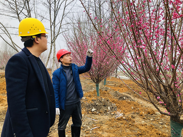 相關(guān)負(fù)責(zé)人正在檢查喬木種植情況。楊帆攝