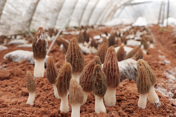 菌棚里羊肚菌破土而出。黔江區(qū)委宣傳部供圖