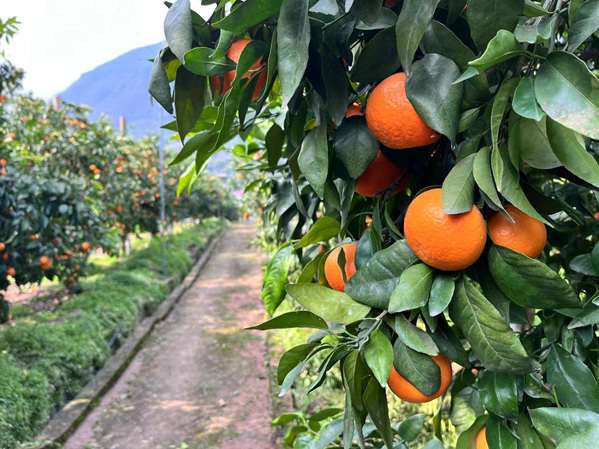 果園里一顆顆金黃色的沃柑掛滿枝頭。蔣海濤攝