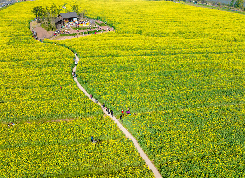 廣陽島大片的油菜花地是市民周末休閑游玩好地方。郭旭攝