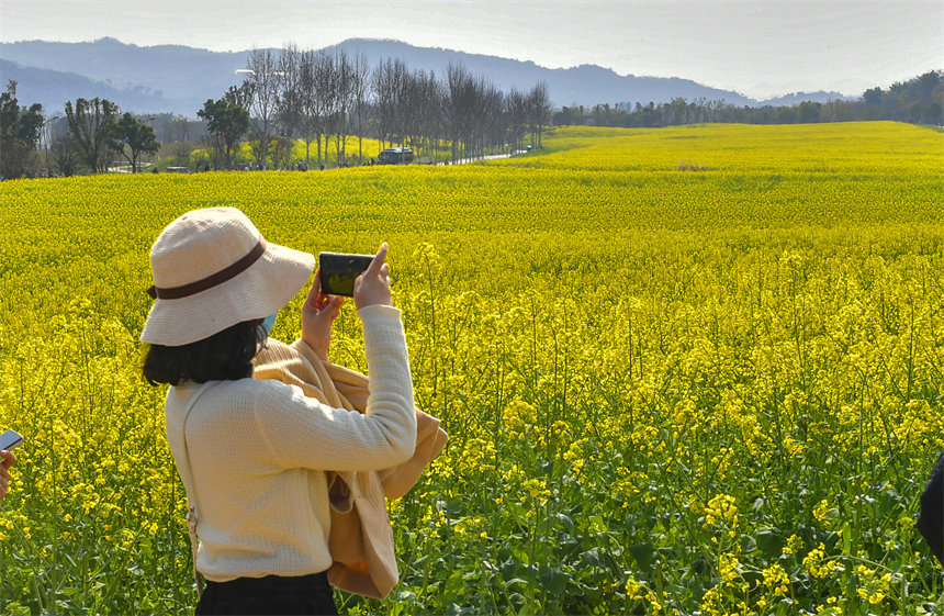 市民在油菜花中拍照打卡。崔景印攝
