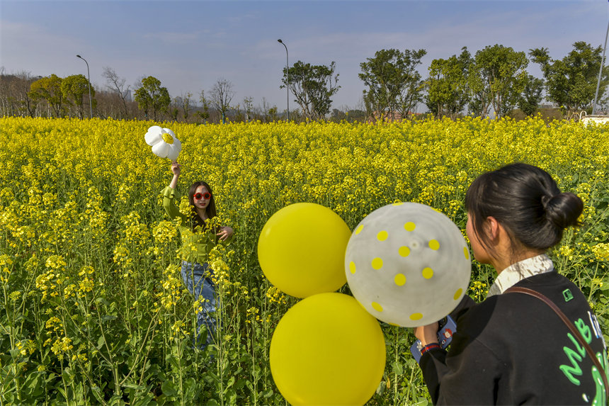 市民在油菜花中拍照打卡。崔景印攝