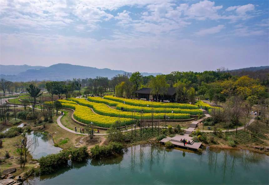 油菜花梯田組成春的五線譜。崔景印攝