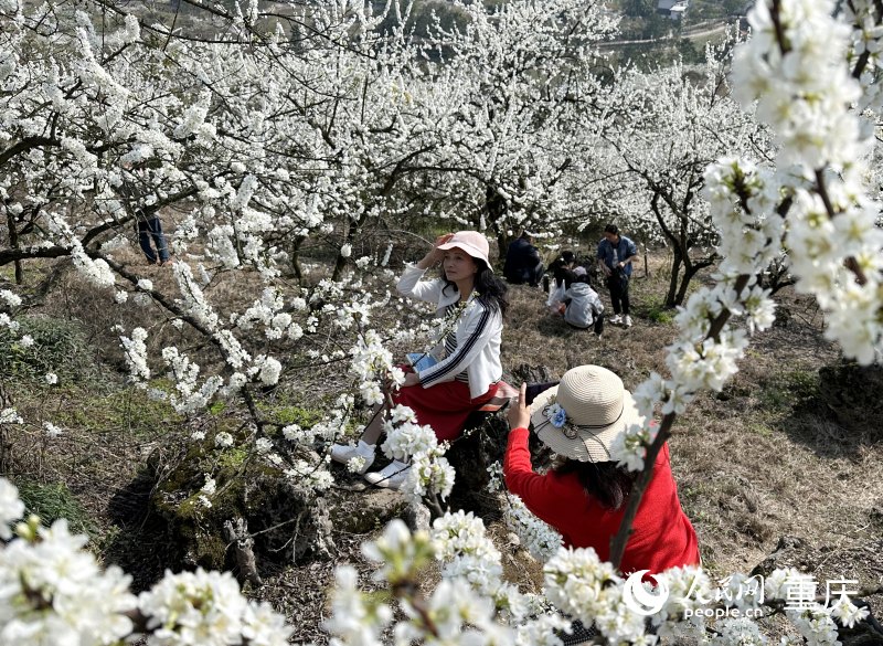 市民在李花林中游玩。人民網(wǎng) 劉政寧攝