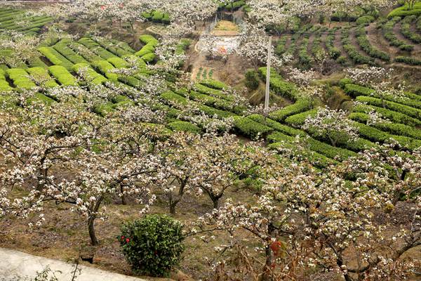梨花映茶美景。璧山區(qū)委宣傳部供圖