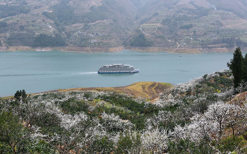 長(zhǎng)江豪華游輪行駛在重慶市巫山縣曲尺鄉(xiāng)境內(nèi)。盧先慶攝