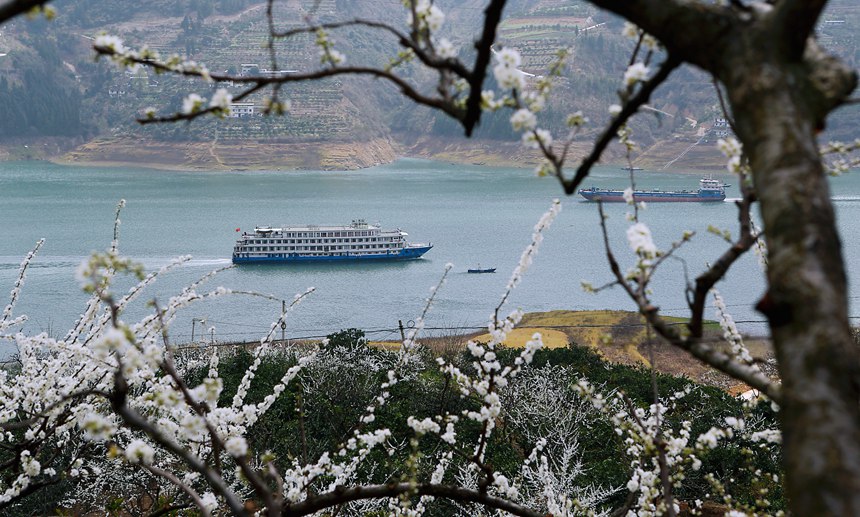 長江豪華游輪行駛在重慶市巫山縣曲尺鄉(xiāng)境內(nèi)。盧先慶攝