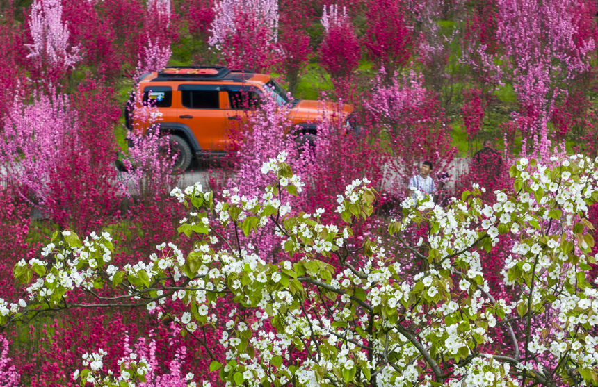 游客在花海中游玩。汪新攝