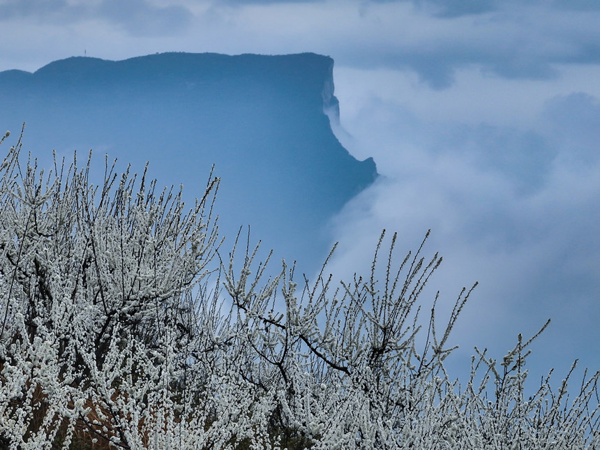 雪白的李花與云霧中的瞿塘峽相映成景。王正坤攝
