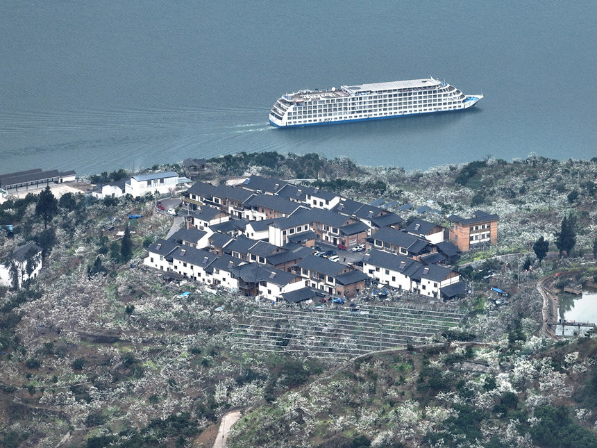 重慶巫山縣曲尺鄉(xiāng)長(zhǎng)江岸邊雪白的李花。王正坤攝