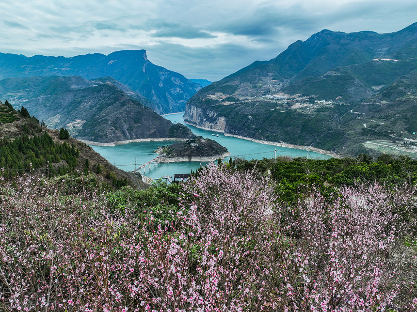 桃花裝扮下的瞿塘峽。王正坤攝