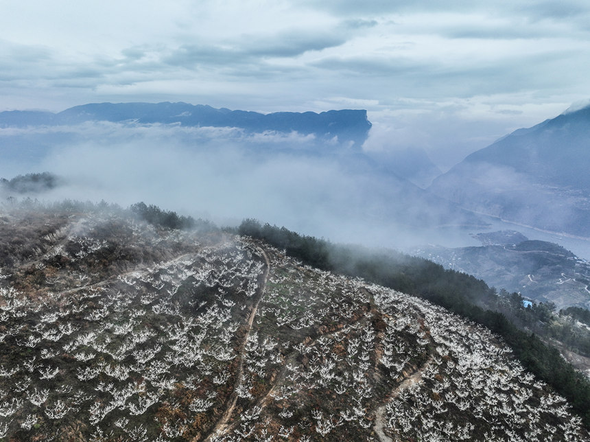 李花裝扮下的瞿塘峽。王正坤攝