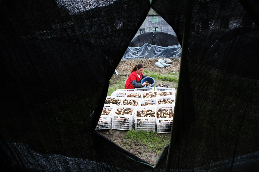 村民將采收的羊肚菌裝箱。楊敏攝