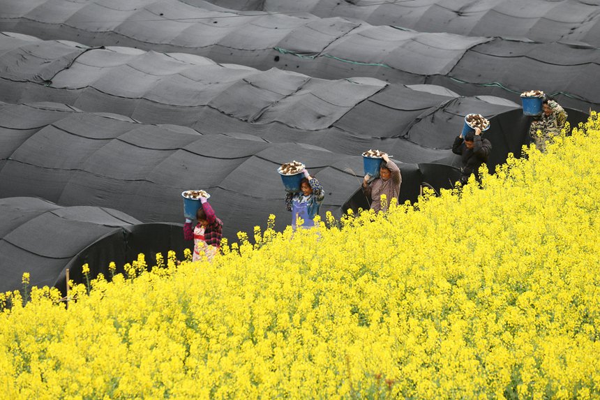 村民在搬運羊肚菌。楊敏攝