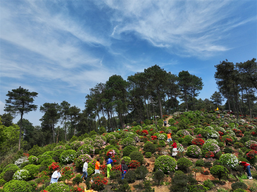 南岸區(qū)放牛村杜鵑花盛開(kāi)，吸引不少市民前來(lái)賞花踏春。郭旭攝