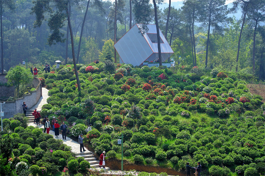 滿山杜鵑花吸引市民前來賞花踏春。郭旭攝