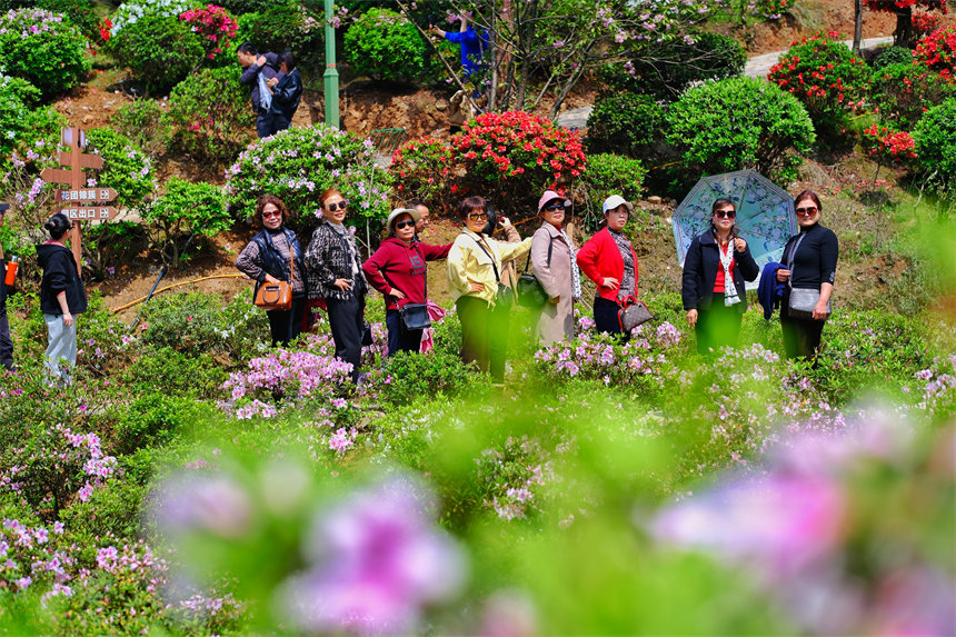 市民賞花踏春。郭旭攝