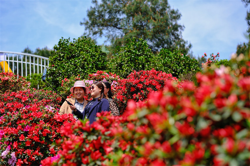 南岸區(qū)放牛村杜鵑花盛開(kāi)，吸引不少市民前來(lái)賞花踏春。郭旭攝