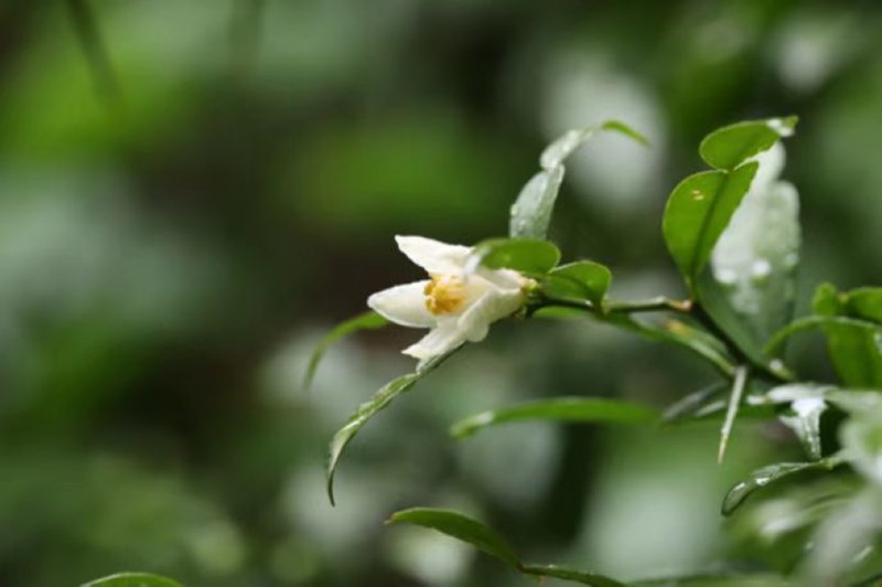 宜昌橙。重慶市林業(yè)局供圖