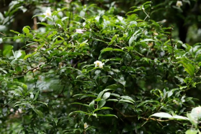 宜昌橙。重慶市林業(yè)局供圖